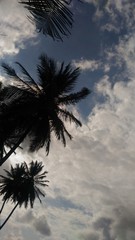 Fototapeta na wymiar Coqueiros em céu com nuvens