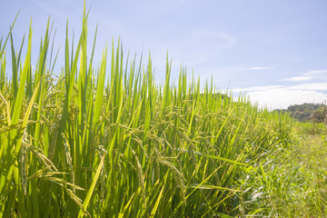 Fototapeta premium the Green rice in the field rice background, thailand harvest.