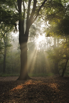 Magical sunbeams through misty forest
