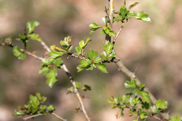 Frühling