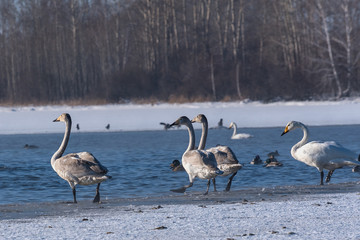swan lake winter birds
