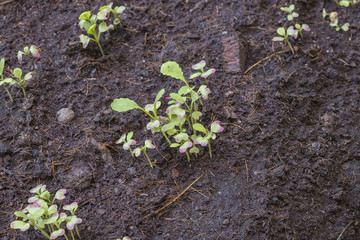 sprout chinese spinach