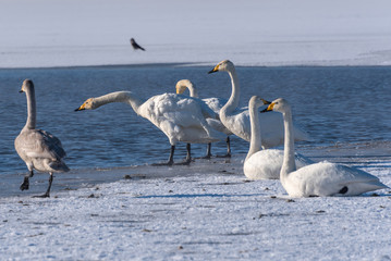 swan lake winter birds