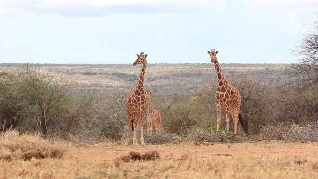 Giraffes