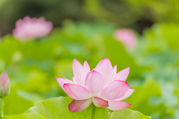 Obraz premium The Lotus Flower.Background is the lotus leaf and lotus flower and lotus bud and tree.