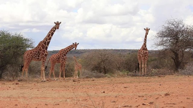 Giraffes