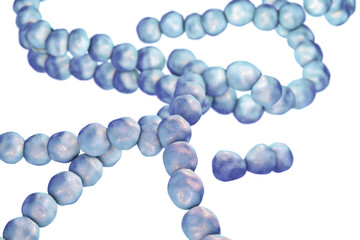 Bacteria Streptococcus, gram-positive spherical bacteria isolated on white background. 3D illustration