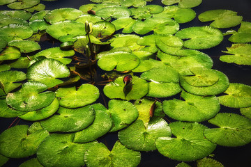 Javan Pond Heron (Ardeola speciosa) Between Lilypad leaves