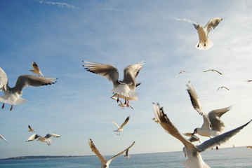 Mouettes © Robert Casacci