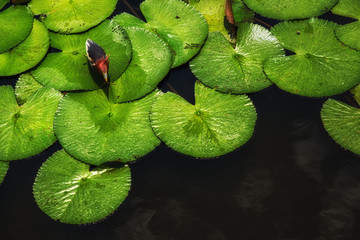 Javan Pond Heron (Ardeola speciosa) Between Lilypad leaves