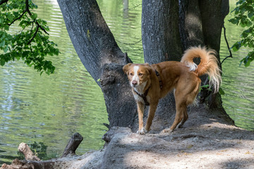 beobachtender Hund