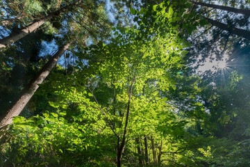 Obraz premium 木漏れ日と木の葉