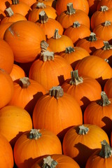 Kürbisernte, Speisekürbisse