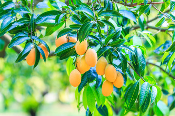 Mayongchid or Maprang or Marian Plum in Thailand