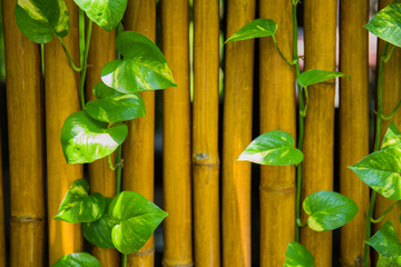 Bamboo wall