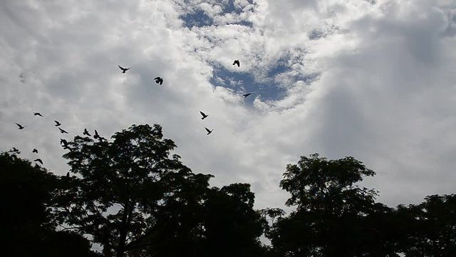 Flock Of Birds in the sky