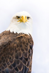 American Eagle or Bald Eagle