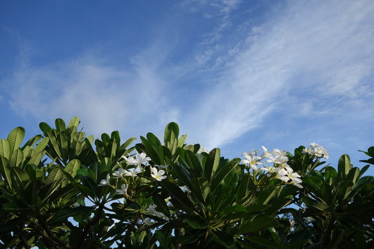 White frangipani flowers with blue sky background