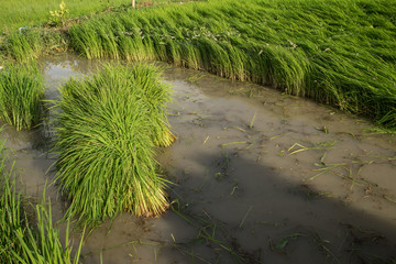 Rice Field