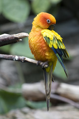 Pappagallo