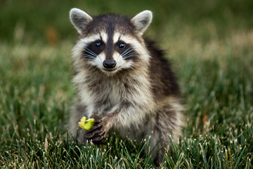 Baby Raccoon  © David