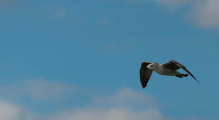 Mouette en vol.