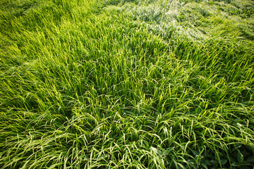 Rice Field