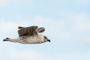 Mouette en vol.