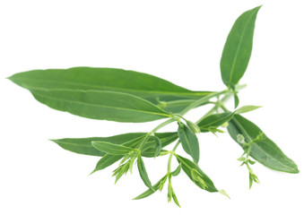 Ayurvedic medicinal Chirata