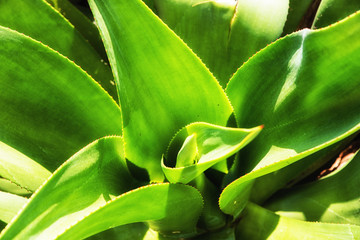 abstract cactus plant