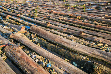 Piles of wood immersed in the water 