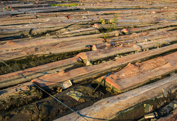Piles of wood immersed in the water 