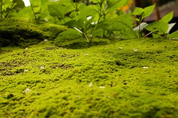 Closeup green moss on the rock