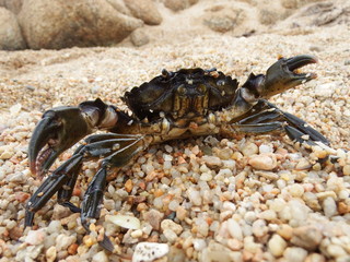 crabe en position de défense