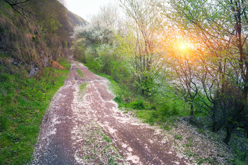 Fototapeta premium road between the cherries