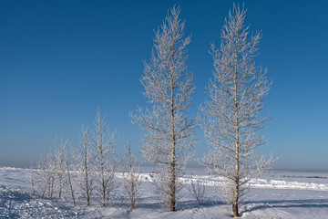 winter birch snow hoarfrost