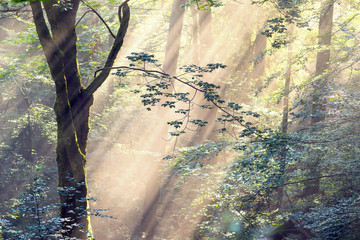 Golden rays of spruce forest