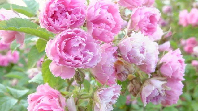Pink roses on bush in garden