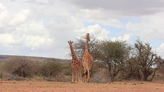 Giraffes