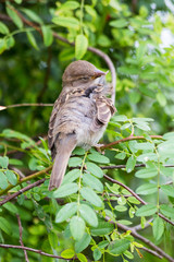 House sparrow perched on a tree branch