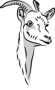 Head of white horned goat