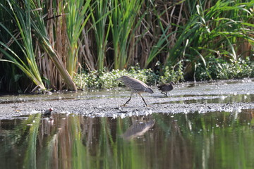 Eisvogel