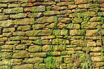 Mur humide et mousse