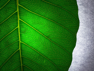 Closeup of leaves structure and textures
