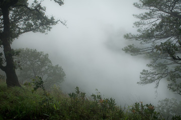 Fototapeta na wymiar Land of Mist