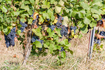 Grapes before harvesting