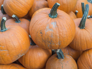 Harvest: A Heap of Halloween Pumpkins