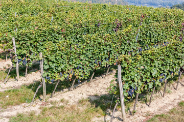  Vineyards  with purple grapes