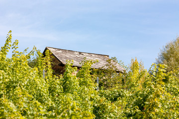 Fototapeta na wymiar Little house between trees