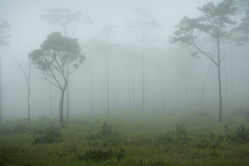 Fototapeta na wymiar Land of Mist